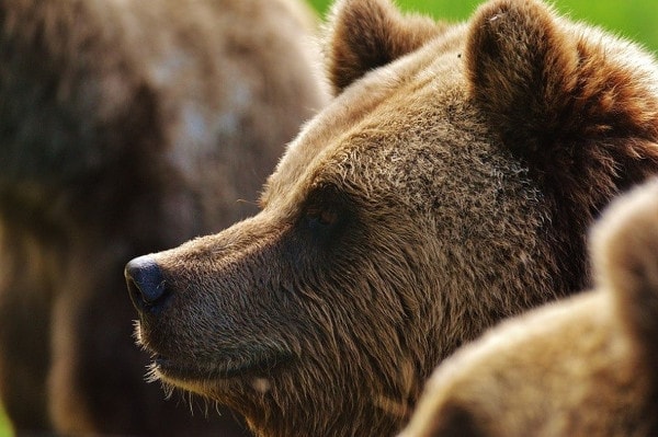 Brown bear
