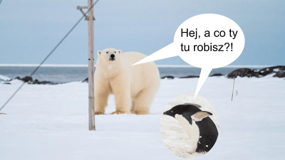 polar bear penguin