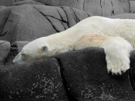 polar bear