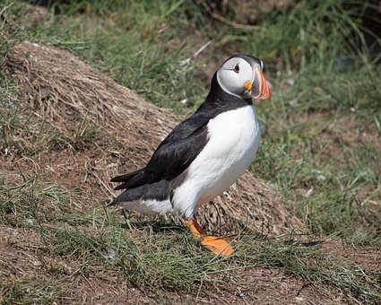 Puffin