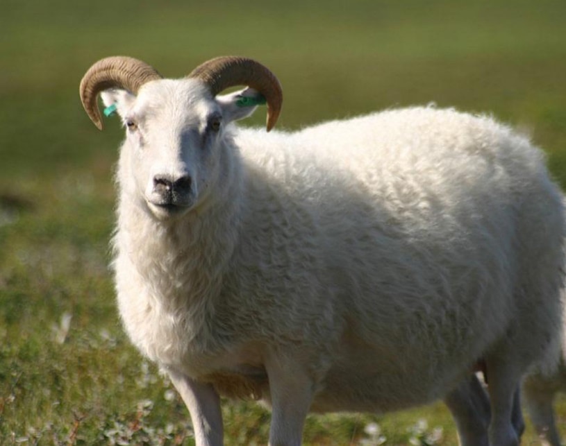 sheep