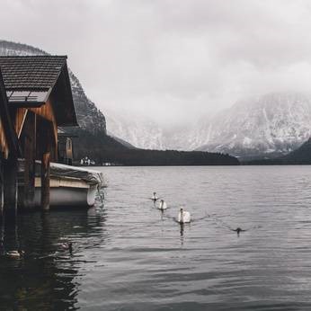 swans